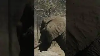 Elefant Charley - So schön sind Schlammbäder! | VIER PFOTEN