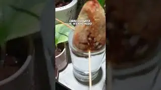 Avocado Seed Water Propagation #shorts #fyp #foryou #avocado #planttips #foryou