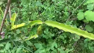 Red pink or yellow dragon fruit