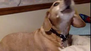 Dachshund Howling