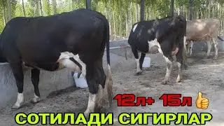 АРЗОН СУТИ КУП ЗУР СИГИРЛАР СОТИЛАДИ ☎️+998 93 445 25 44 SOTILADIGON SIGIRLAR NARXLARI 2 июня 2023 г