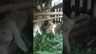 Tips investasi Yg lagi Viral ternak domba#Ternak domba menjanjikan