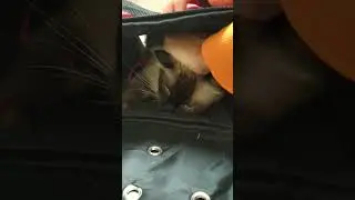 Кот Эверест на прививке