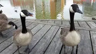 Ducks