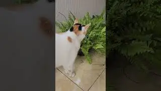 Queria ter a coragem dos gatos!