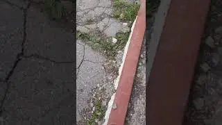 Змея в магазина в Приморье.