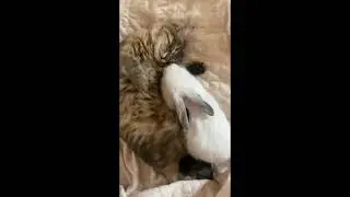Sleepy cat don't want to wake up 