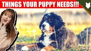 THINGS YOU'LL NEED FOR YOUR BERNESE MOUNTAIN DOG PUPPY