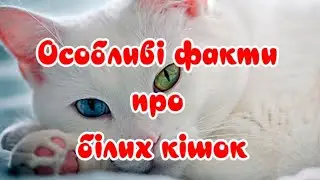 Особливі факти про білих кішок  Special facts about white cats