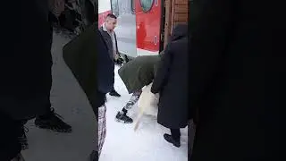 Собаку в поезд силком