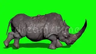 Rhinoceros running green screen