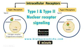 Intracellular Receptor Signaling || Type I and Type II Nuclear Receptor Signaling and Structure