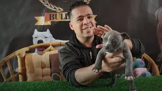 ASI DESPARASITO A MIS CACHORROS