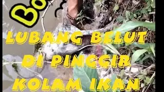 Mancing Belut sawah || isinya babon guys tarik menarik belut besar..!!!!