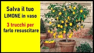 Save Your Potted Lemon Tree: 3 Farmer's Tricks