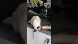 Маленькая воришка.