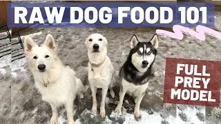 RAW FOOD DIET FOR DOGS | Our Dogs Are Full Carnivore | RAW FEEDING STARTER GUIDE