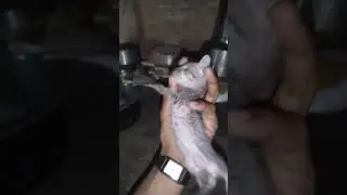 cute kittens #shorts