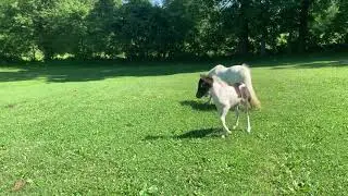 Bindi - phantom x majesty 2019 filly