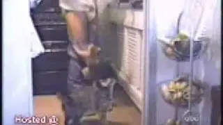 Кошки смешные моменты