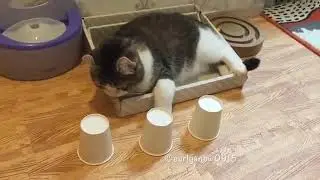 Самый умный кот