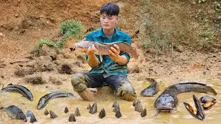 Harvest giant fish pond, Bring to the market to sell - Forest life