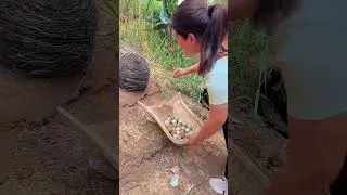 Wild Nes  Fresh Pheasant Eggs Village Farm Life