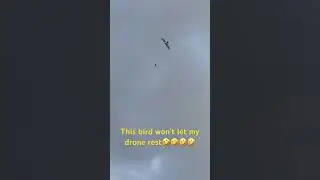 This bird doesn’t want my drone to rest. #drone #birdattack