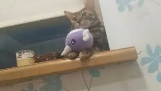 Почему коты так много спят (Ответ).