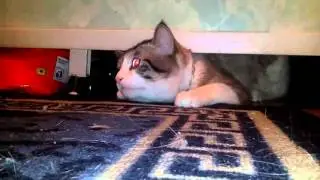 Коты