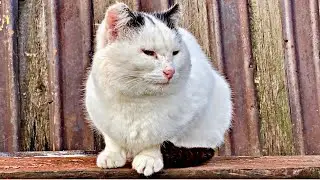 Old feral cat / Deaf cat Alice