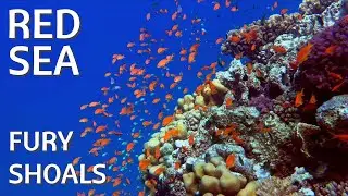 Colours, Dolphins & Wrecks | Fury Shoals | Egypt
