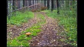 По Лесной Дороге с XP DEUS.