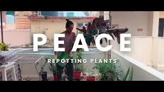 Repotting my plants