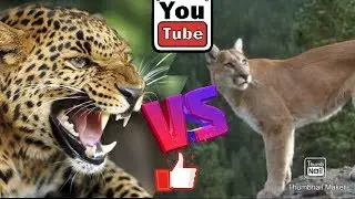 Пума против леопарда. Puma against Leopard. Animals Battle.