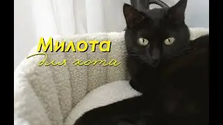 ЛЕЖАНКА для КОТА своими руками