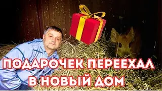 ПРИВЕЗЕННЫЙ С ГЛУХОГО ХУТОРА ЖИТЕЛЬ ОБРЕЛ БОЛЕЕ КОМФОРТНЫЕ УСЛОВИЯ! ГОТОВИМ СУП-ПЮРЕ ИЗ ЦУКИНИ!