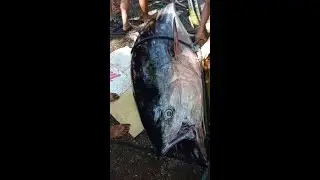 Higanteng isda nahuli sa Tignoan Real Quezon l Giant Fishing