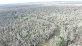 Pearl River: Ivory-billed Woodpecker Habitat in the Winter