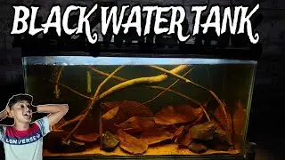 I MADE A JUNGLE TYPE BLACK WATER TANK||FREE 🎊FREE🎊 FREE🎊