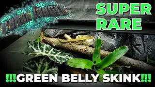 Urban Jungle | Emoia Cyanogaster (Green Belly Skink)