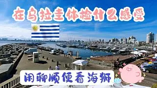 134. watching sea lions and chatting about medical checkups and health insurance in Uruguay