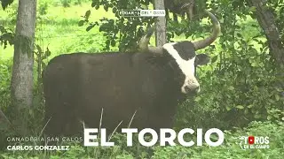 GANADERIA SAN CARLOS TOROS PARA LAS CORRALEJAS EN COROZAL