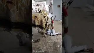 HİNDİSTAN'DA BİR HİNTLİ'YE TAPTIĞI İNEK SALDIRDI