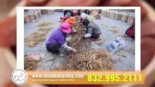 ThuyNhung Shop_Korean Ginseng Slice - KMT10