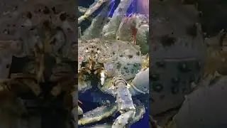 carb mouth opening like Predator.