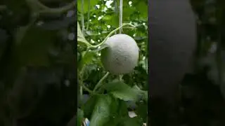 6 Great Cantaloupe Types#shorts