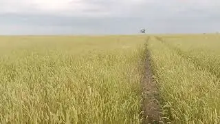 Житняк 2022)