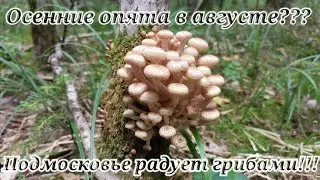 Грибное безумие! Осенние опята в августе??? Подмосковье радует грибами!!!
