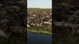 Амдерма, олени у моря